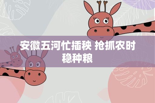 安徽五河忙插秧 抢抓农时稳种粮