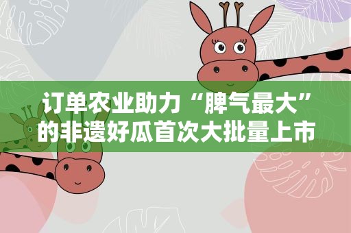订单农业助力“脾气最大”的非遗好瓜首次大批量上市