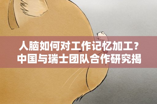 人脑如何对工作记忆加工？中国与瑞士团队合作研究揭秘