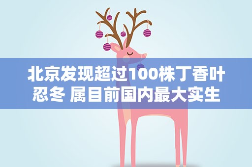 北京发现超过100株丁香叶忍冬 属目前国内最大实生群落