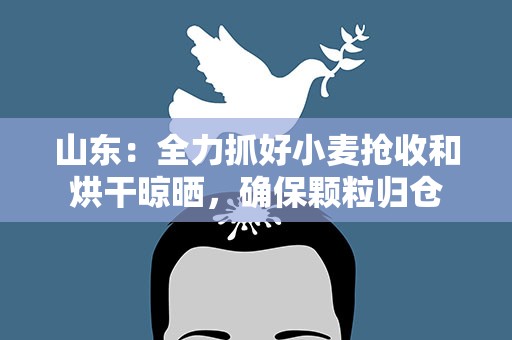 山东：全力抓好小麦抢收和烘干晾晒，确保颗粒归仓