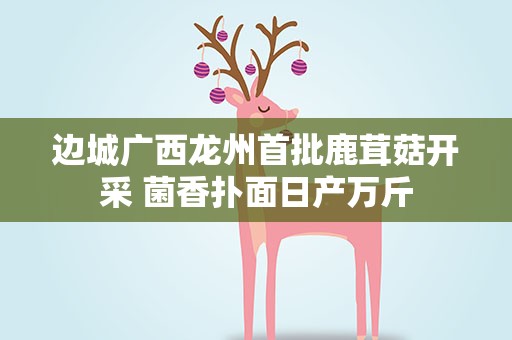 边城广西龙州首批鹿茸菇开采 菌香扑面日产万斤