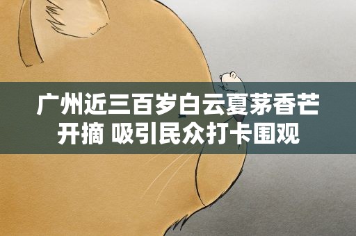 广州近三百岁白云夏茅香芒开摘 吸引民众打卡围观