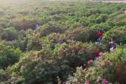追着花儿看新疆 | 沙漠玫瑰竞相绽放 “花海经济”带动产业发展