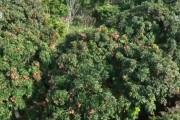 又到一年荔枝红 特色种植打造乡村旅游影响“荔”
