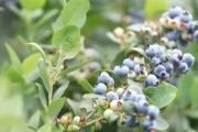 国内蓝莓产业发展迅速 核心指标名列前茅