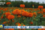 新疆花海绽放 “花产业”助力乡村振兴