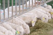 追着花儿看新疆 | “饲喂厨房”精准投喂 助力肉羊产业发展 村民持续增收